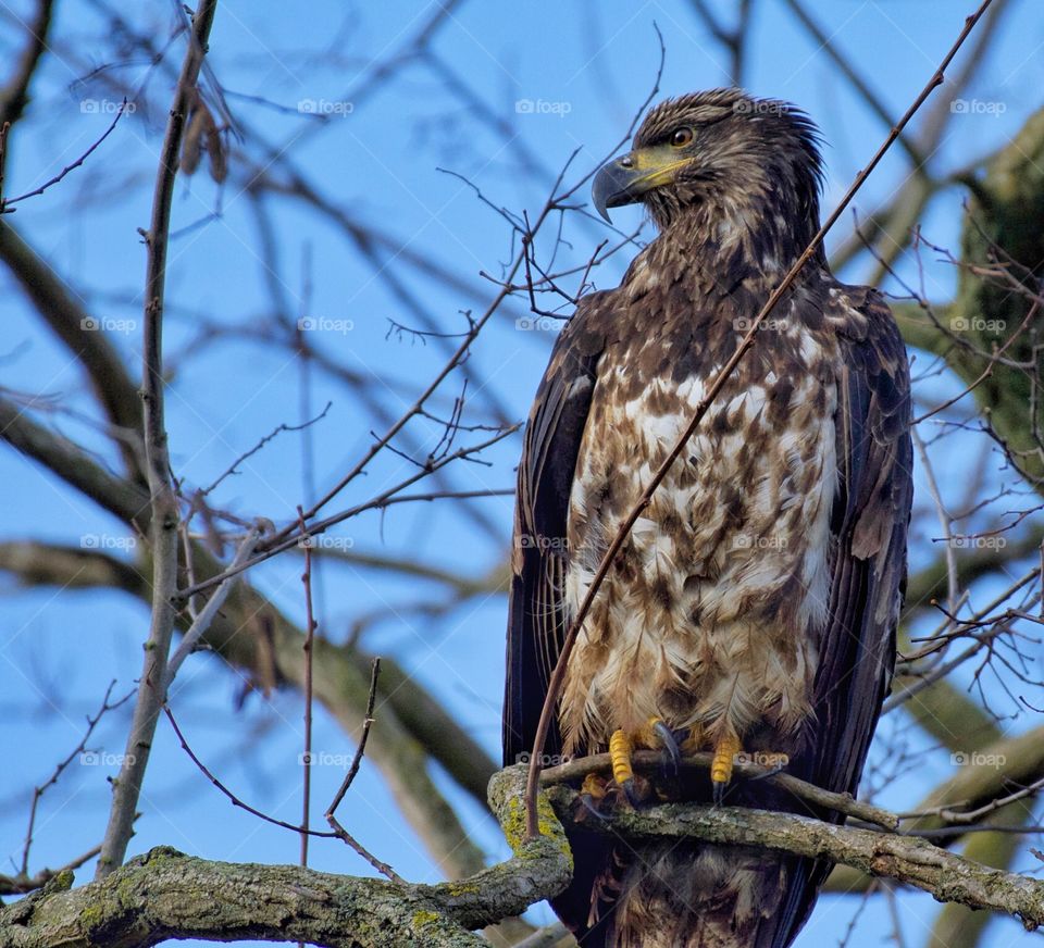 Juvenile bald eagle