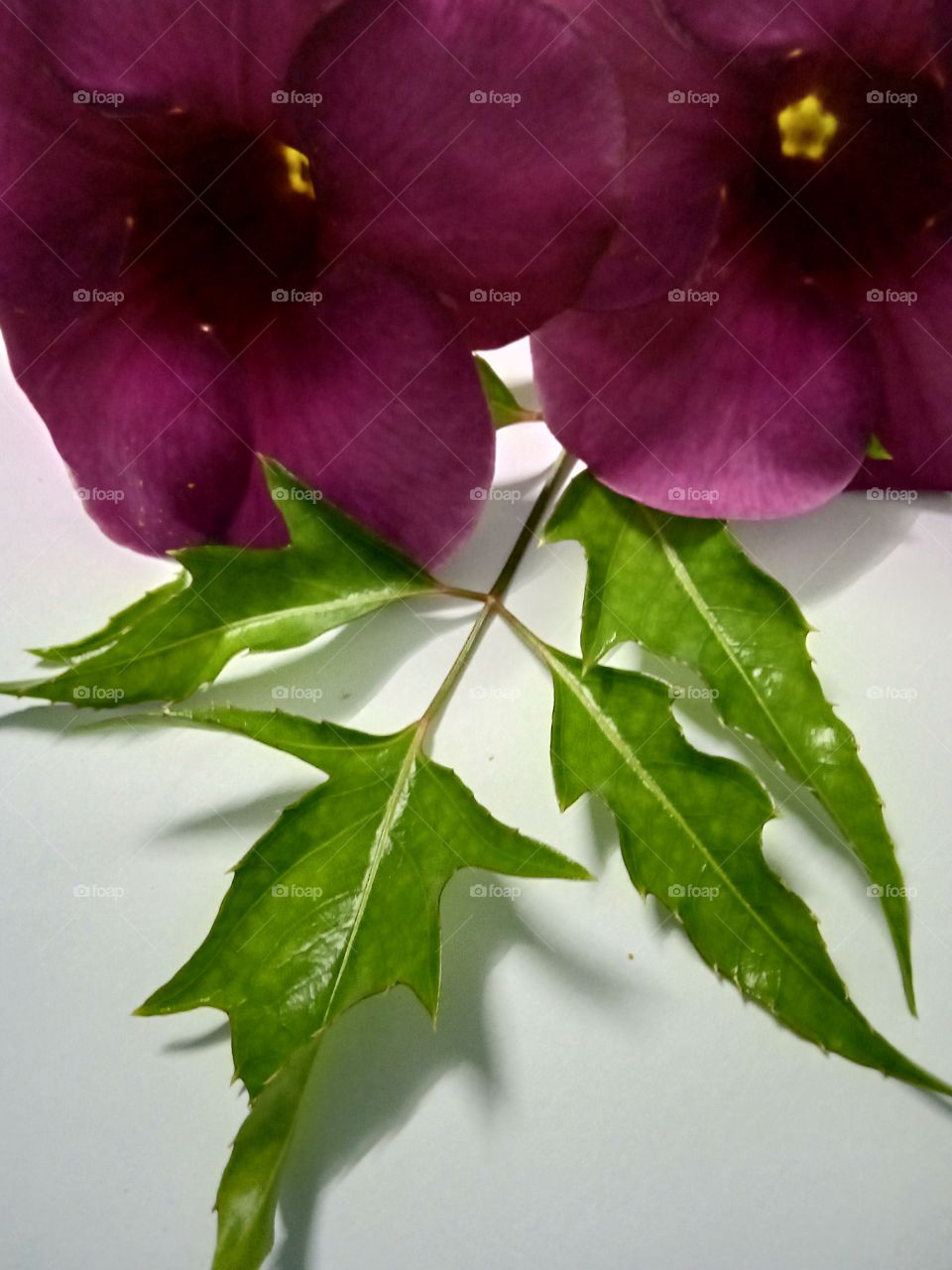 decoration on the study table