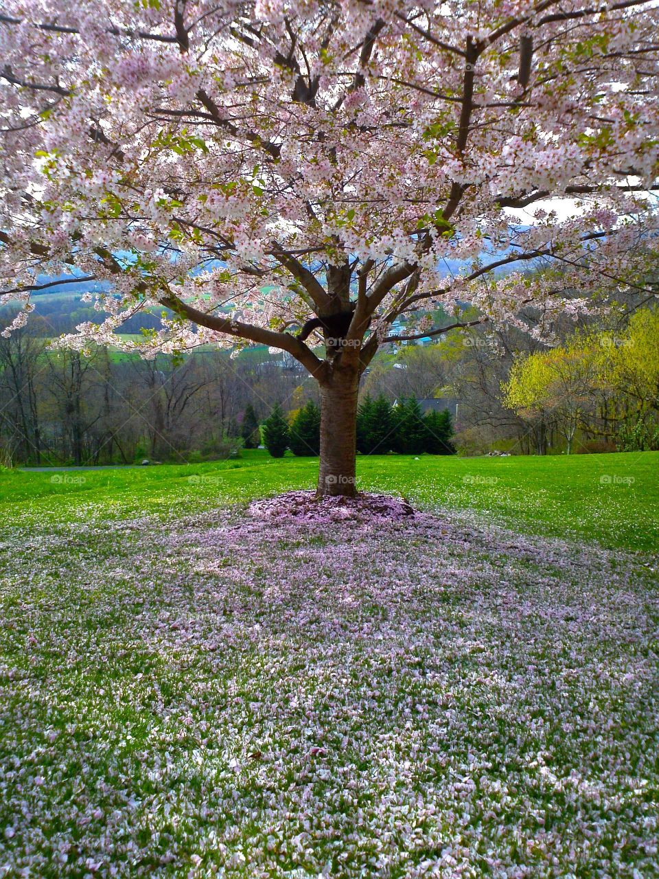 the blossom tree