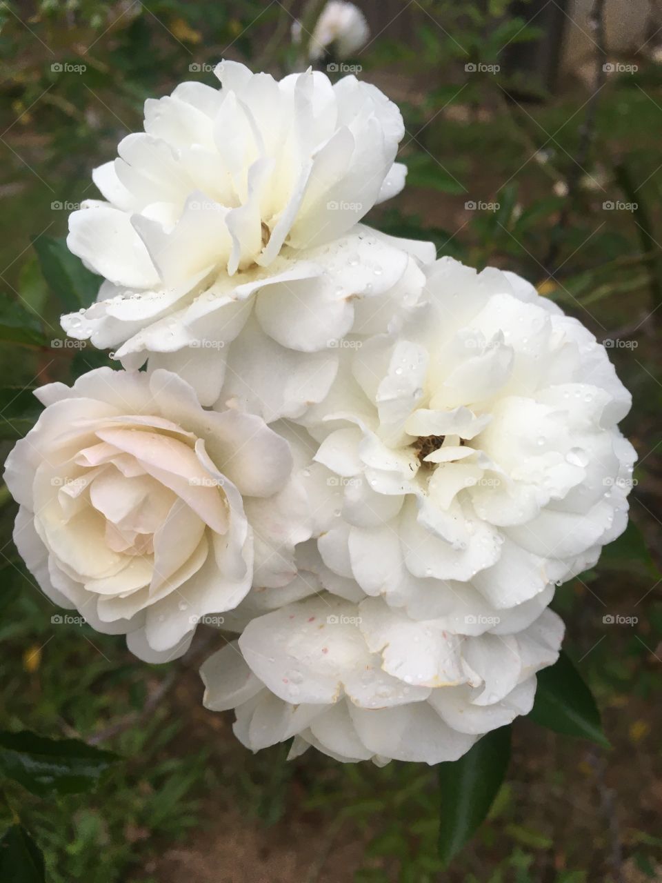 Flores do nosso jardim, para alegrar e embelezar nosso dia! Jardinagem é nosso hobby (clique sem filtros).

Flowers from our garden, to brighten and beautify our day!
Gardening is our hobby (click without filters).