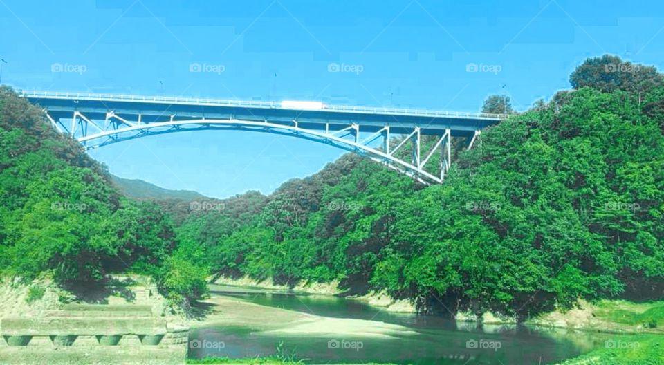 beautiful natural forest and a bridge