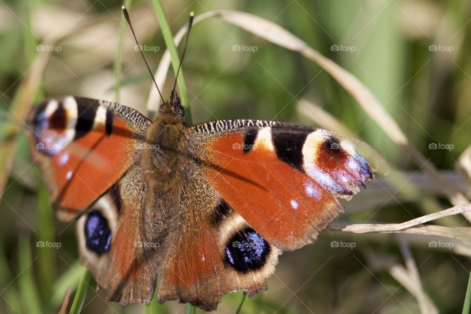 Butterfly with open wings