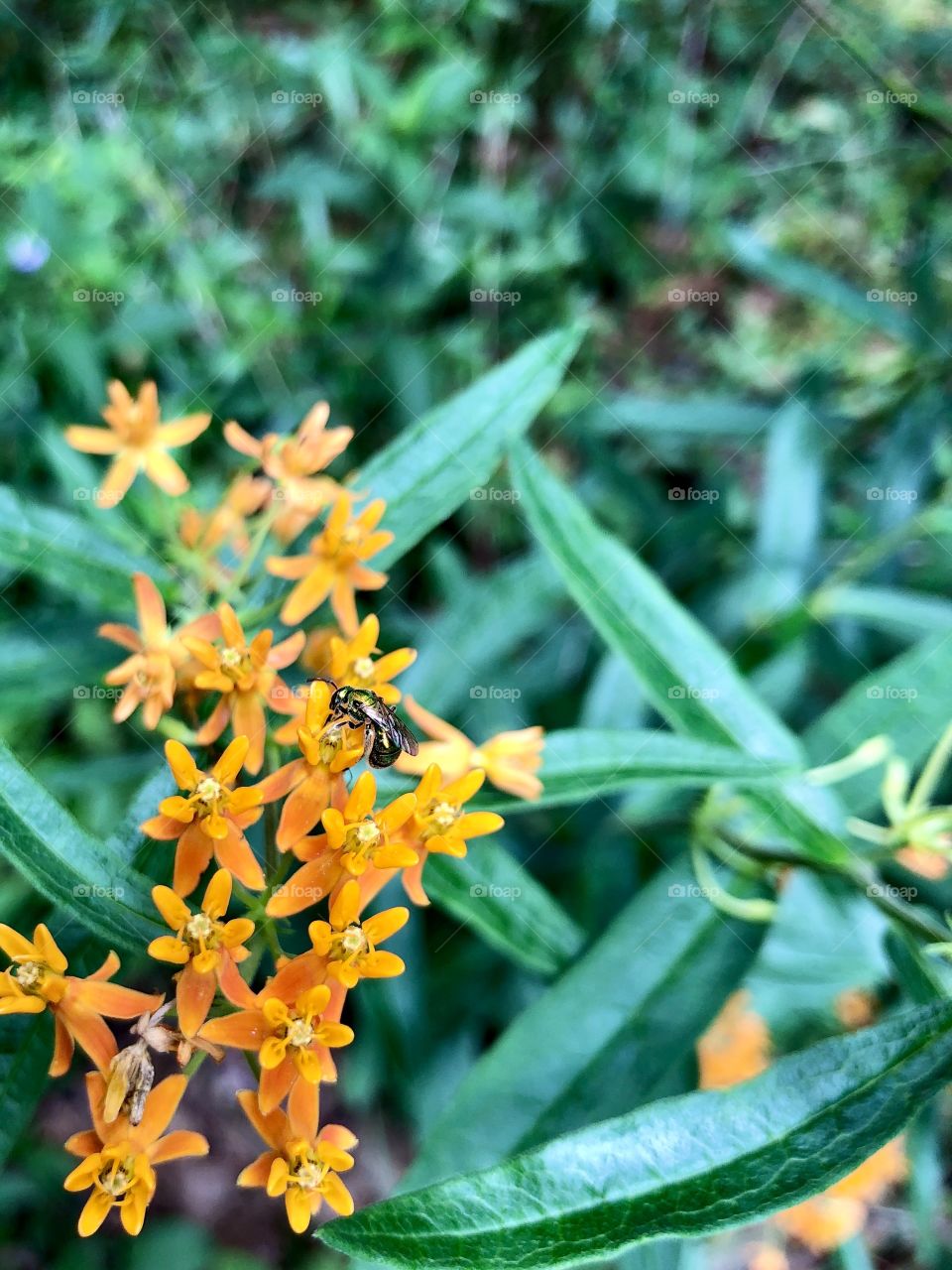 Sweat bee pollinating orange milkweed 