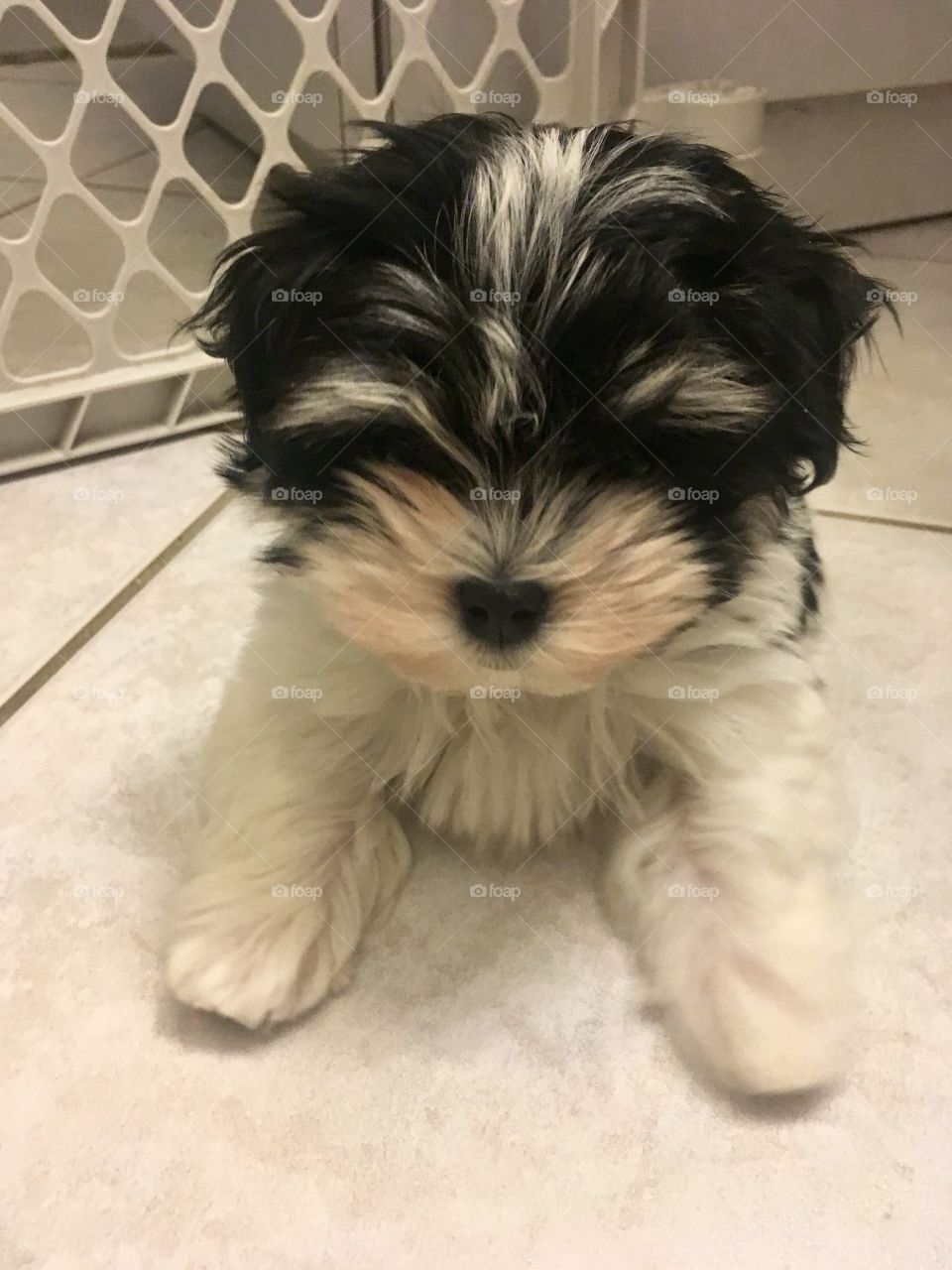 A cute, furry, tiny, black and white puppy 