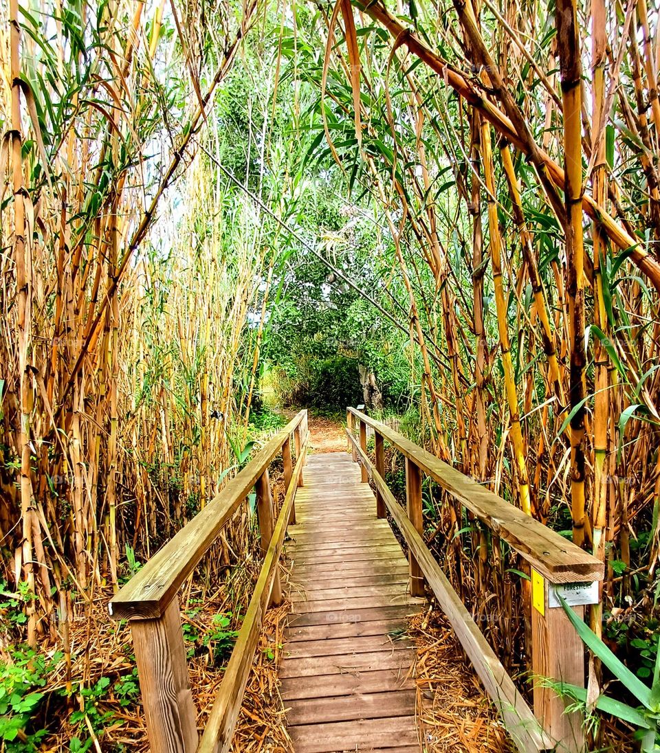 The photo shows a narrow wooden path passing through dense and tall vegetation, probably reeds or bamboo. The path is surrounded by plants forming a sort of natural tunnel.