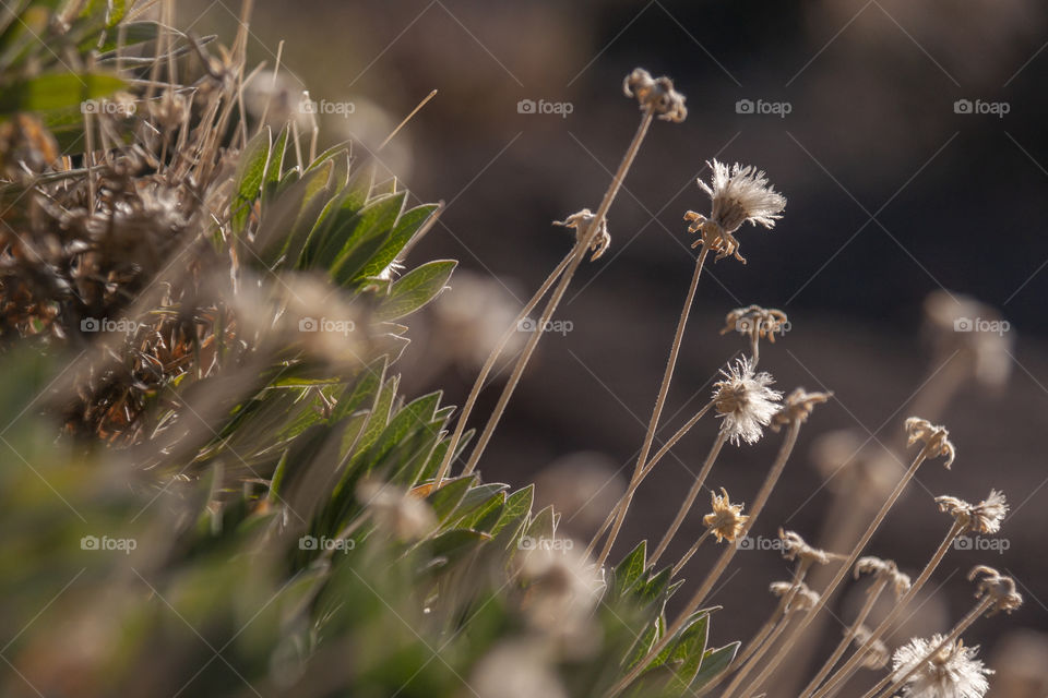 Dry flowers 