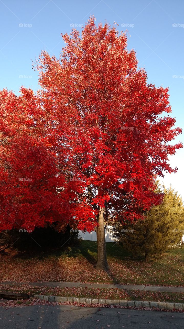 Red Tree