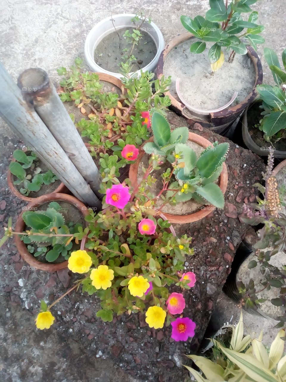 Flower plants in tubs on the roof