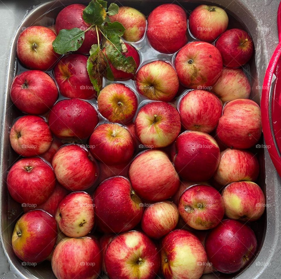 Washing fresh apples from the backyard