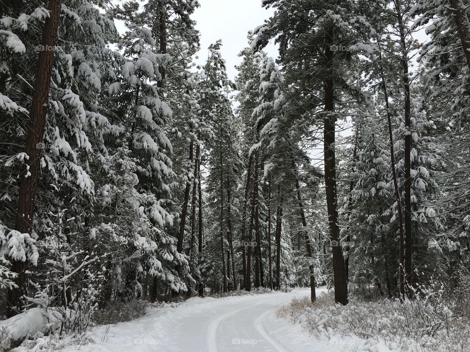 Driving in a winter wonderland.