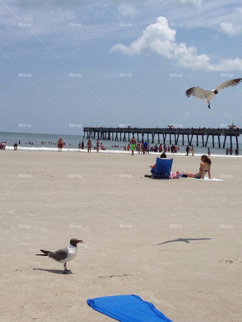 Seagulls Search for Food at Jacksonville Beach