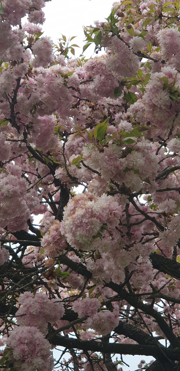 sakura tree