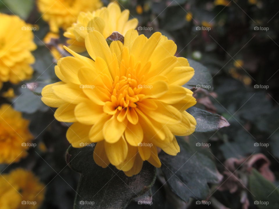 Great a yellow flower