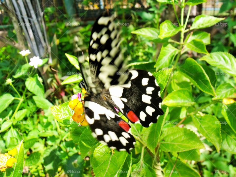 Butterfly