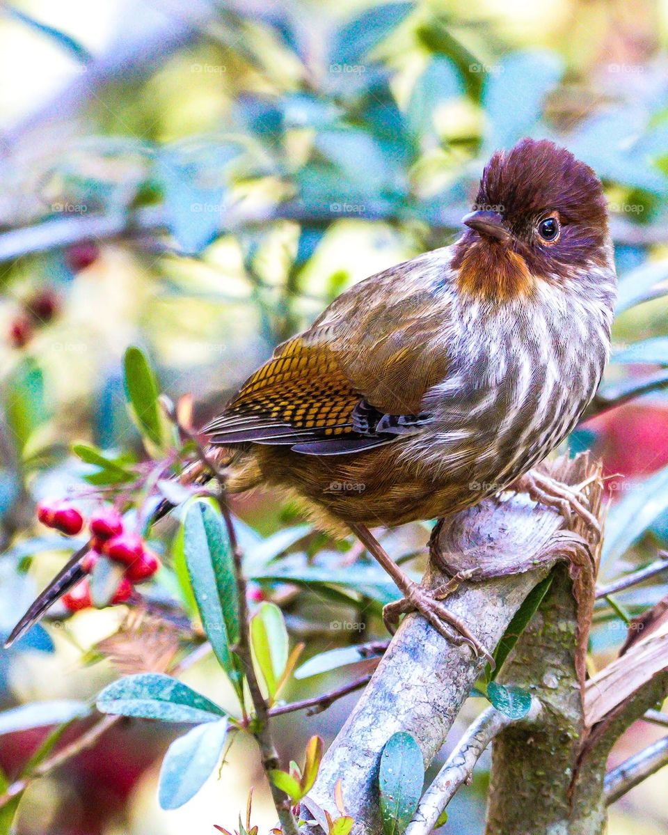 Beautiful and cute bird