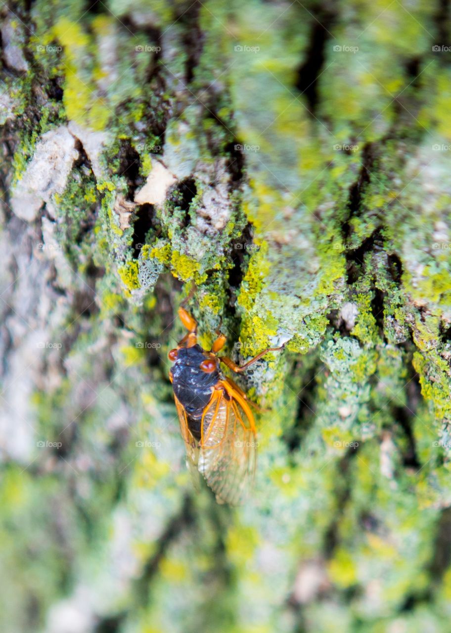 Return of the 17 years cicadas