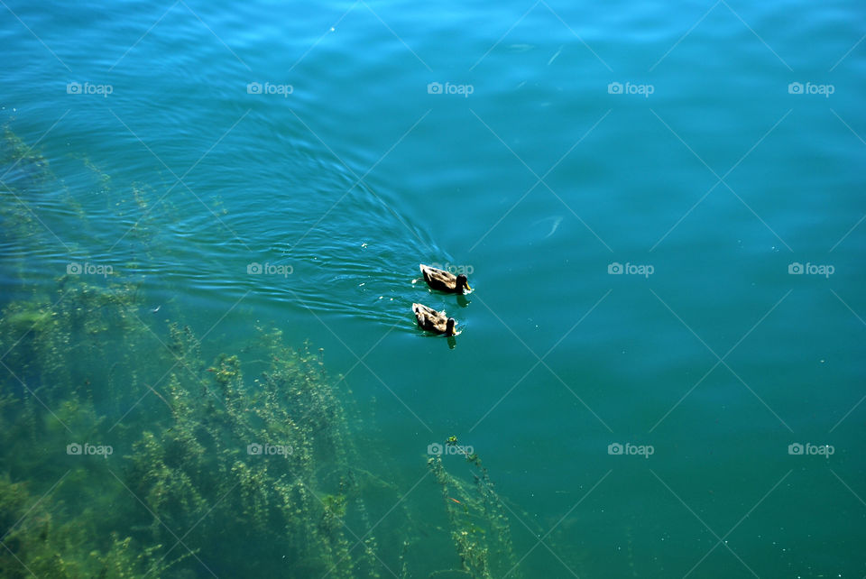 Two ducks and blue lake - Valsolda, Como, Lombardy, Italy.