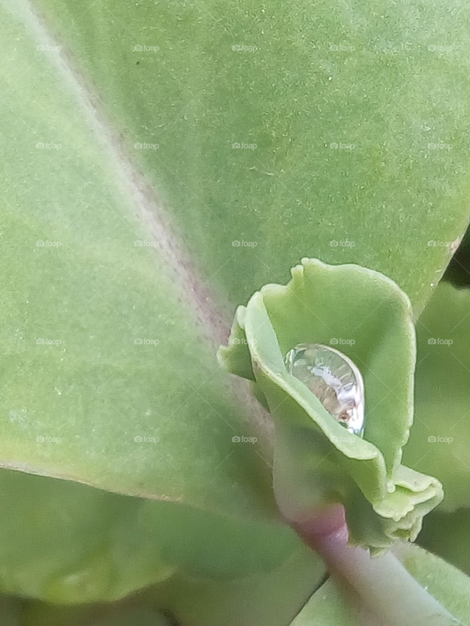 Leaf, Flora, Nature, Rain, Drop