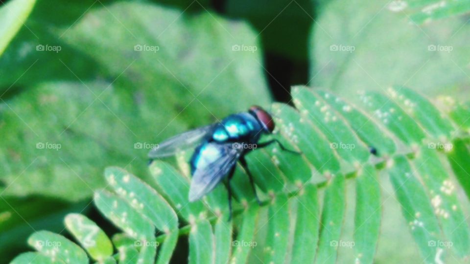 Blue fly or leaf fly