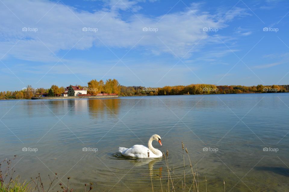 urban birds swan on a city lake