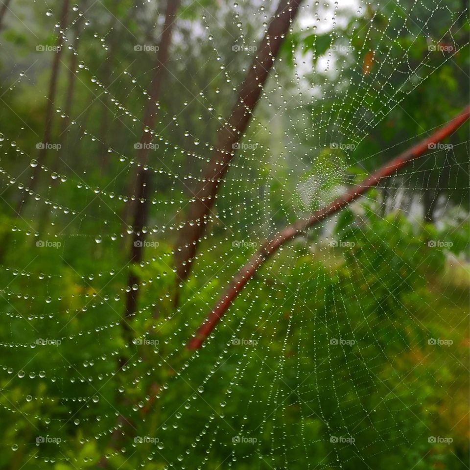 Spiderweb, Spider, Trap, Cobweb, Dew