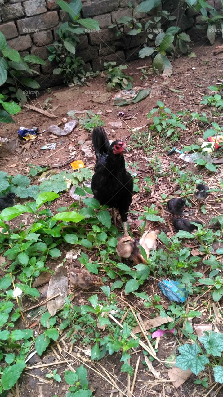 Black hen