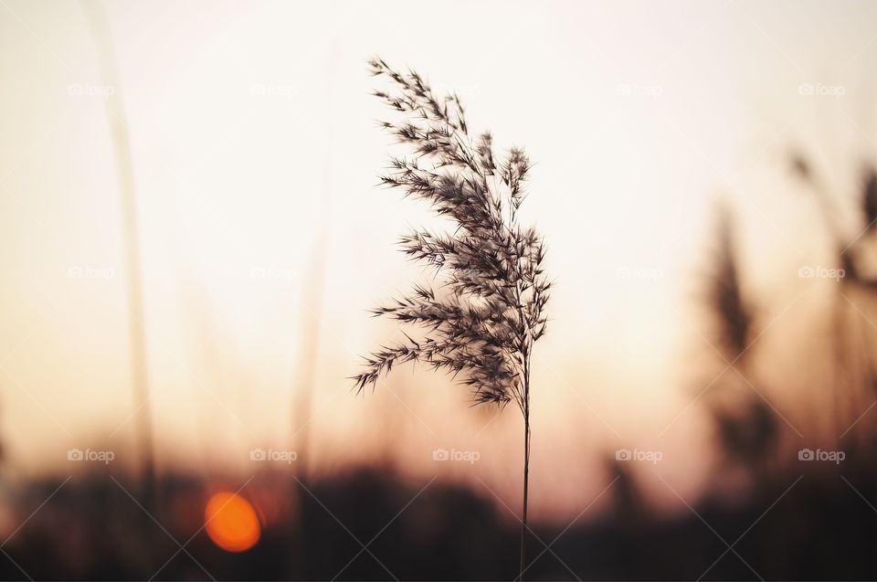 Gentle breeze on plant