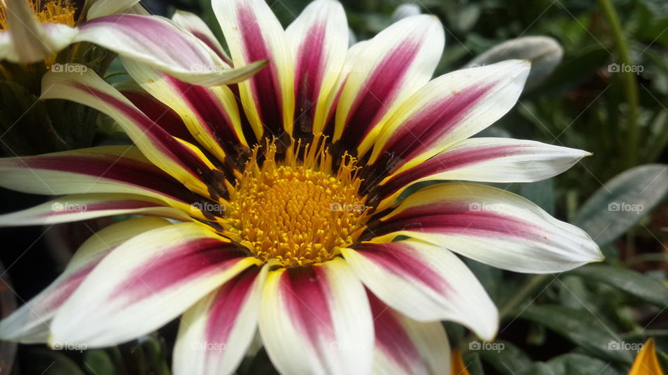 Close-up of flower