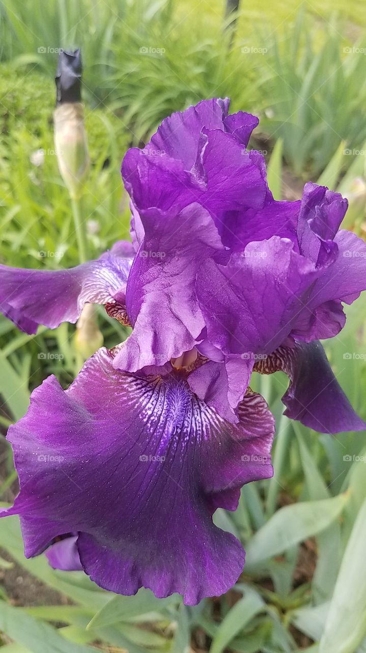 iris