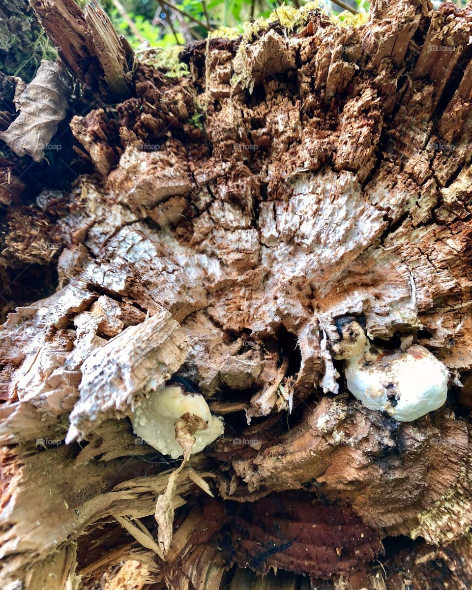 Mushrooms in a log