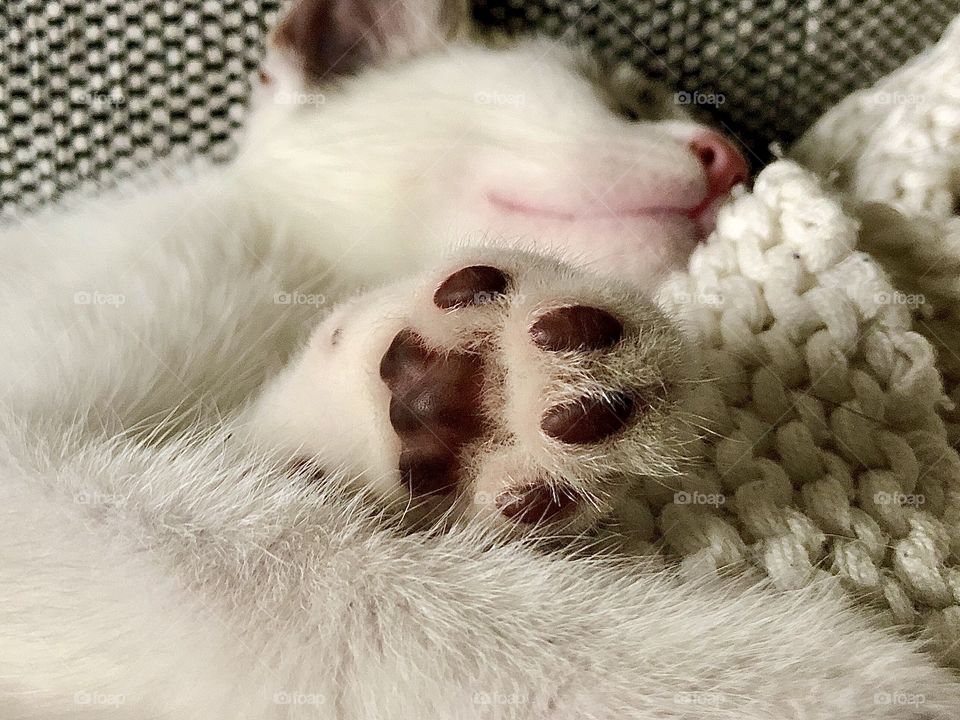 The blackest white paw i‘ve ever seen ☺️