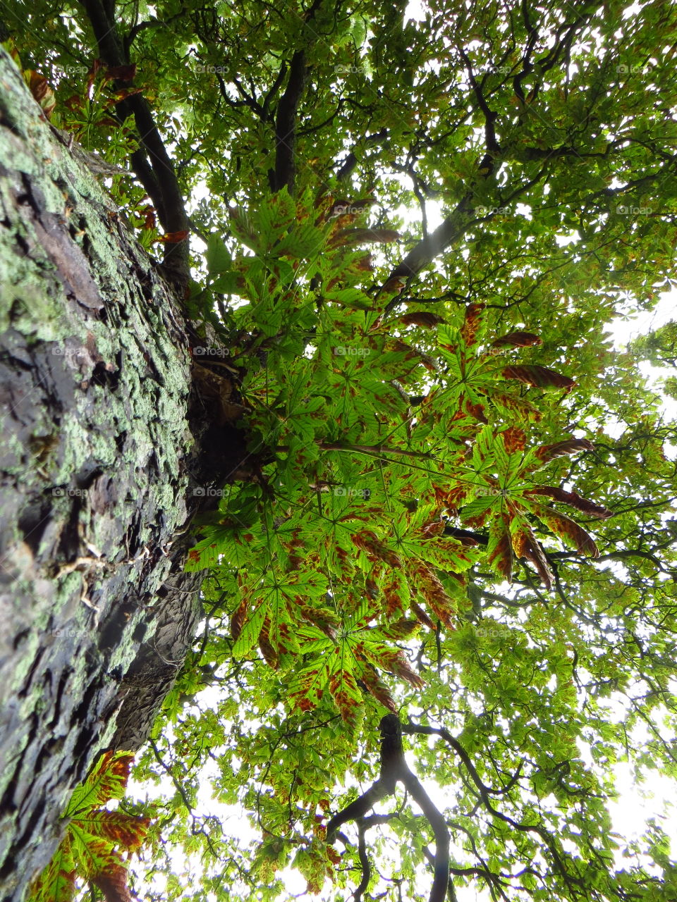 Sometimes you should look up. Trunk yourself: through the branches you can see the sun
