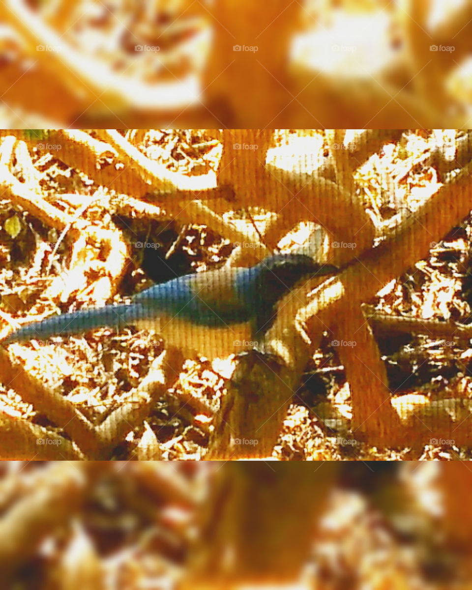 Every morning outside the window