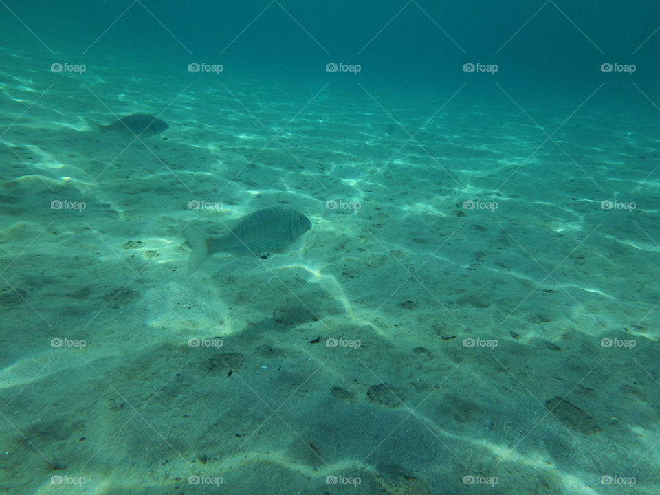 fish in the sea. underwater photo of fish in the sea in shallow clear waters with sandy ground