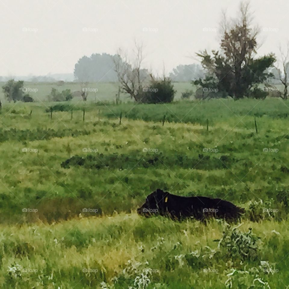 Cow laying in meadow
