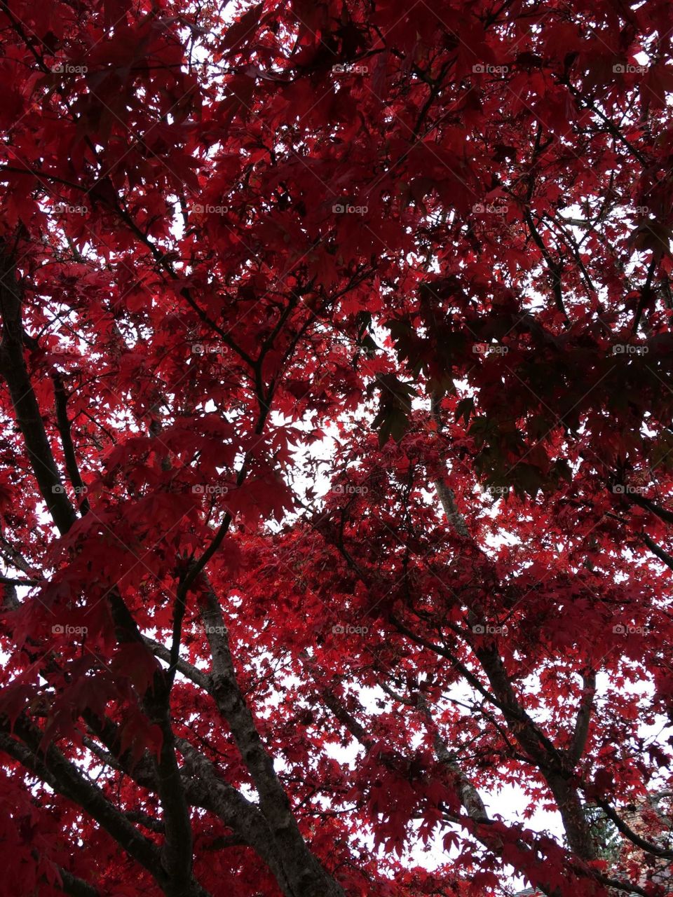 Shot from underneath spectacular bright red maple tree looking towards the beautiful sky