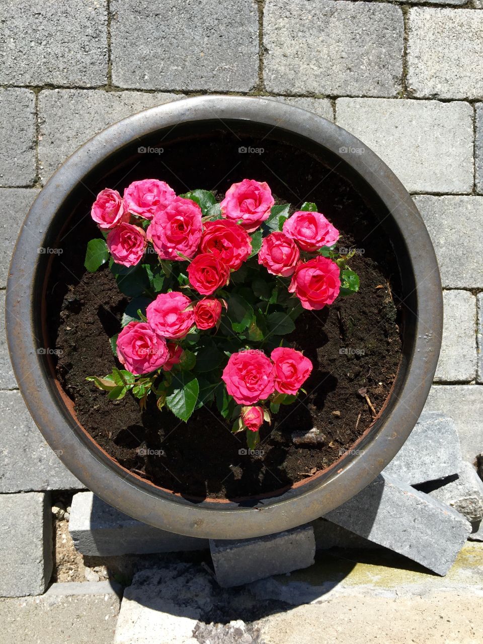 Pink flowers 