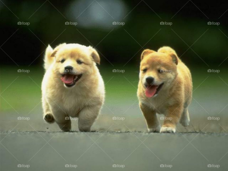 Puppies Running on street