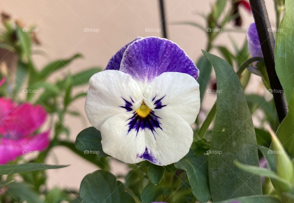 🌹 🇺🇸 Very beautiful flowers to brighten our day.  Live nature and its beauty. Did you like the delicate petals? / 🇧🇷 Flores muito bonitas para alegrar nosso dia. Viva a natureza e sua beleza. Gostaram das pétalas delicadas? 