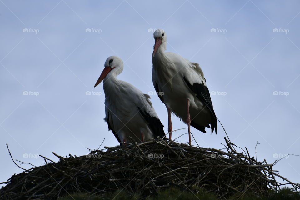 Nido de cigüeñas-Stork Nest