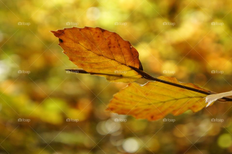 Yellow leaf