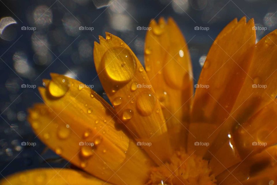 Flower#leaves#water#drops