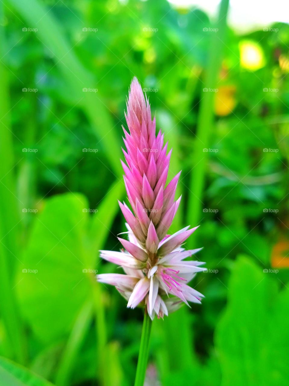 Wild flower