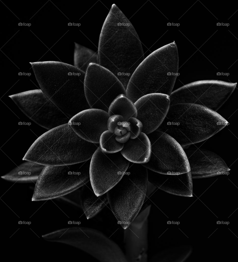 succulent plant dark with light highlights