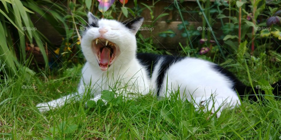 cat yawning in grass