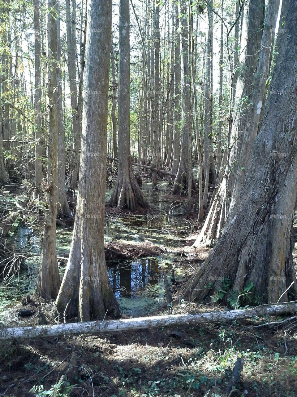 Cypress Creek Preserve FL