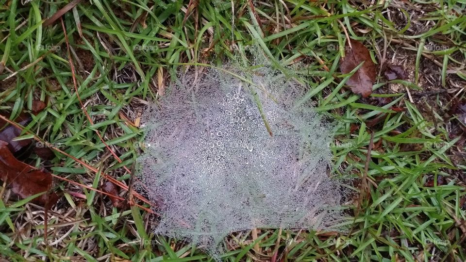 Water Web. Morning dew sits like jewels on top of a dense spiderweb.
