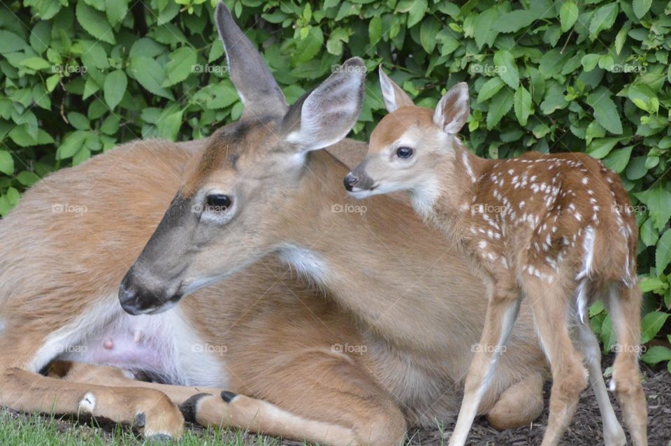 Doe and Fawn