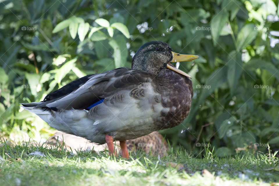 Bird - Mallard duck resting in the shade - gräsand i skugga