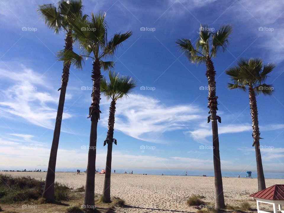 Coronado beach with Palm trees